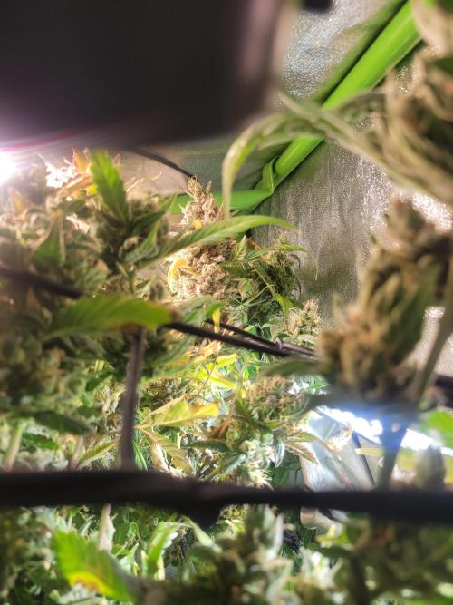 Micro grow can it yeild? #2. Week 11