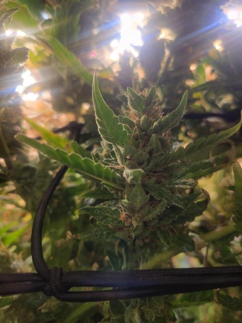 Micro grow can it yeild? #2. Week 11