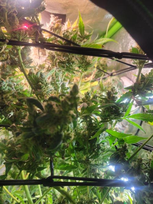 Micro grow can it yeild? #2. Week 11