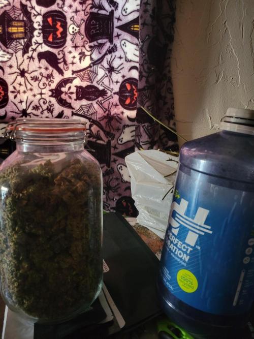 Micro grow can it yeild? #2. Week 12