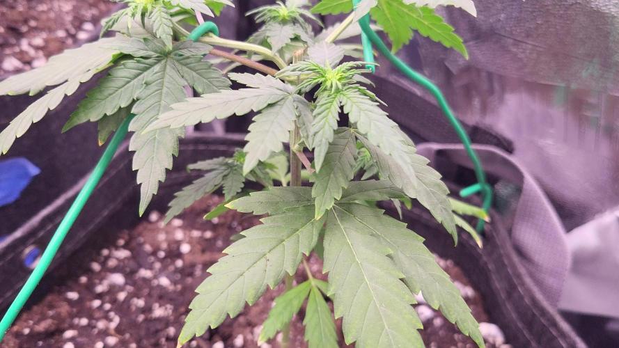 1st Round Growing