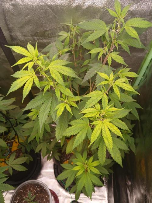 2nd Run..Need Advice Thanks. Week 1 - Any idea what's happening?