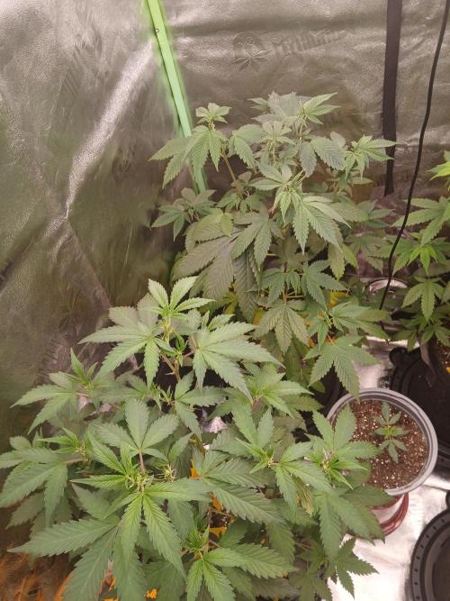 2nd Run..Need Advice Thanks. Week 1