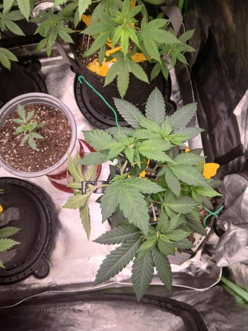 2nd Run..Need Advice Thanks. Week 1