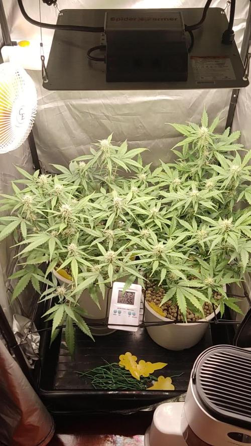 Segundo cultivo