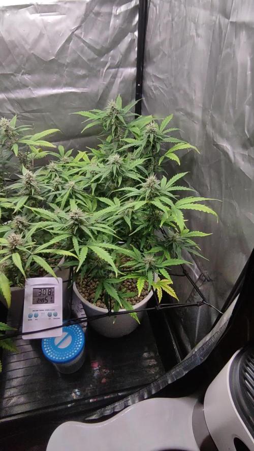 Segundo cultivo
