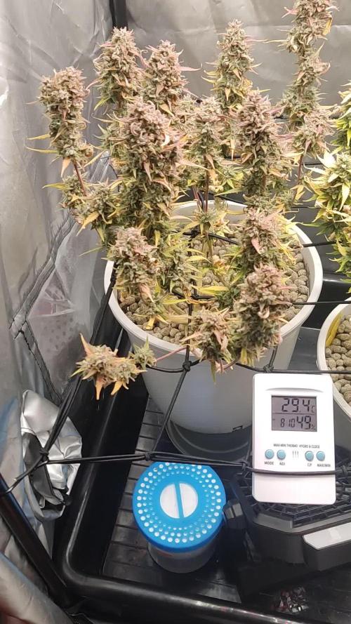 Segundo cultivo