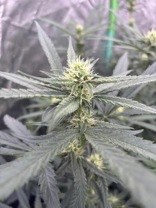 RQS x OSSC. Week 8 - Blueberry Cookies Auto