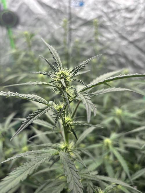RQS x OSSC. Week 8 - Northern Lights Auto