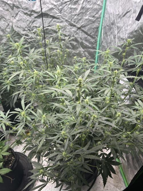 RQS x OSSC. Week 8 - Northern Lights Auto