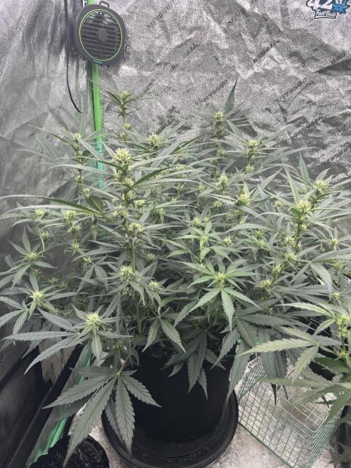 RQS x OSSC. Week 8 - Blueberry Cookies Auto