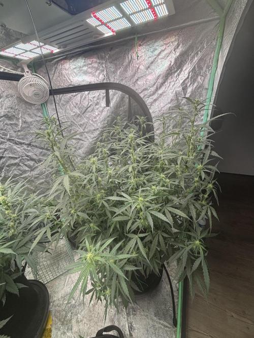 RQS x OSSC. Week 8 - Northern Lights Auto