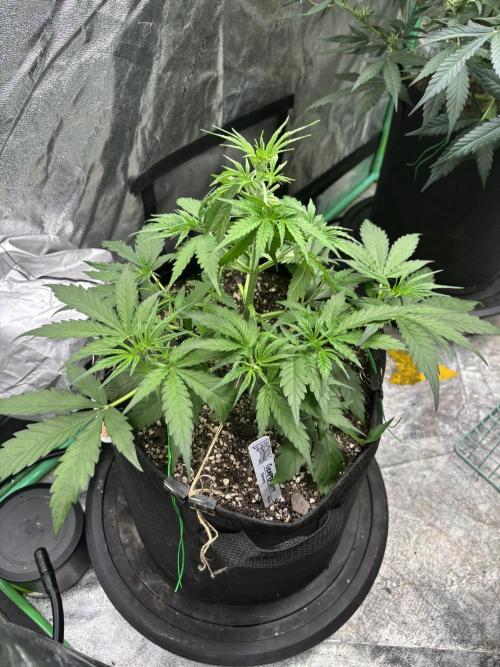 Grapefruity. Week 4
