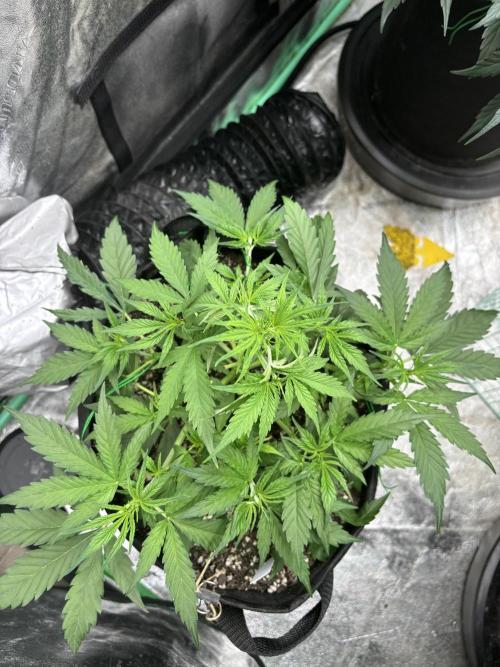 Grapefruit Auto. Week 4