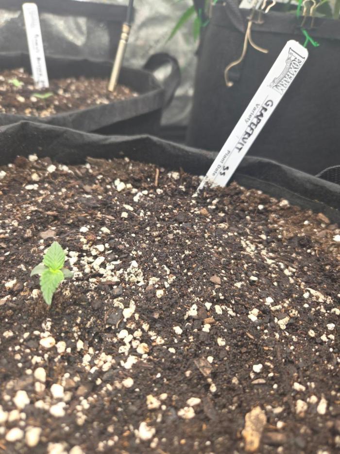 Grapefruity. Week 1