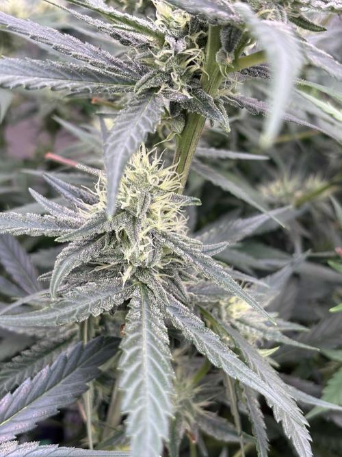 Royal Queen Seeds - Northern Light Automatic by Cultiv8Success
