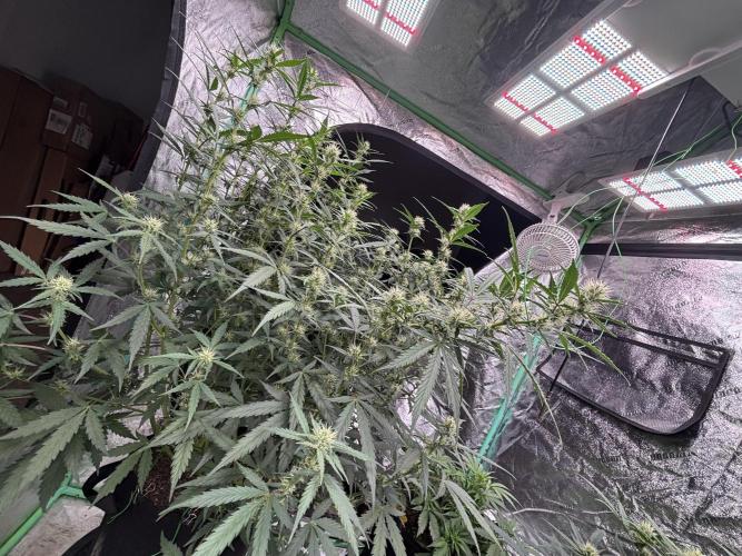 RQS x OSSC. Week 9