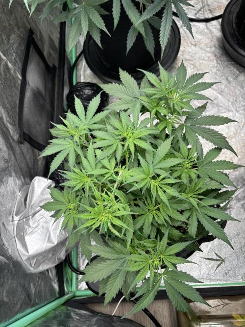 Grapefruity. Week 5