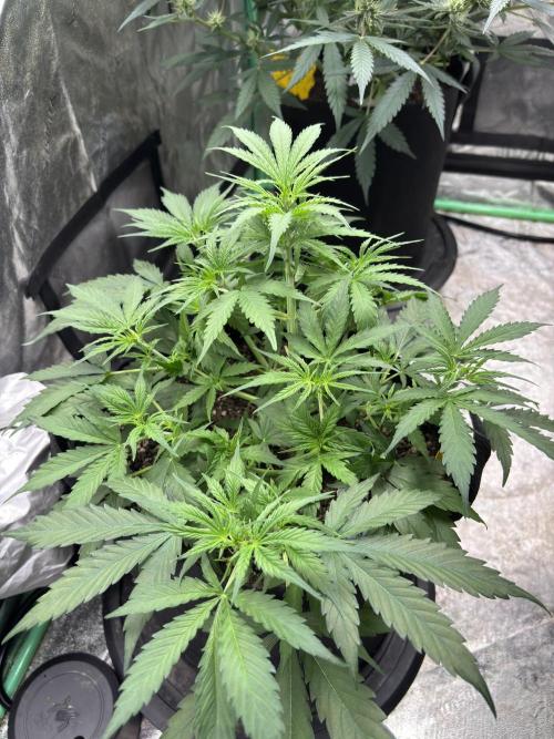 Grapefruity. Week 5