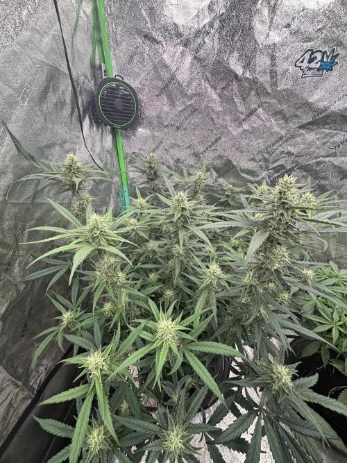 RQS x OSSC. Week 10