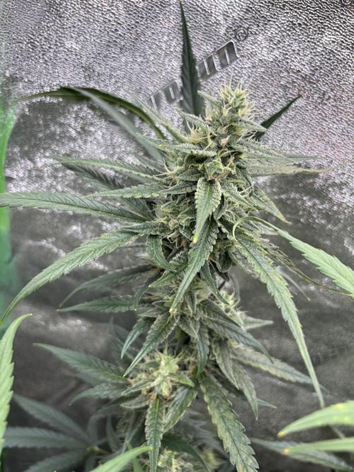 RQS x OSSC. Week 10
