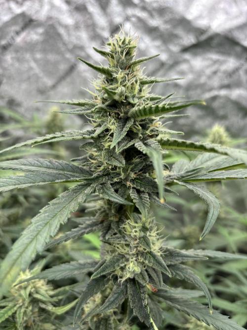 RQS x OSSC. Week 10