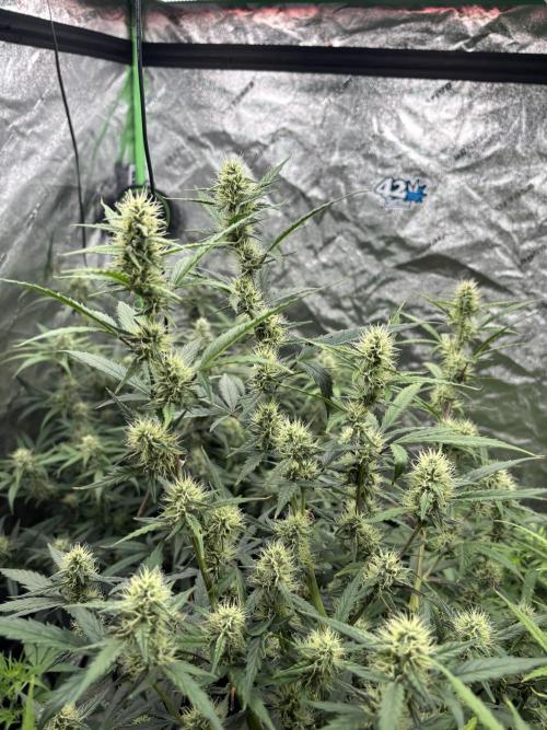RQS x OSSC. Week 10