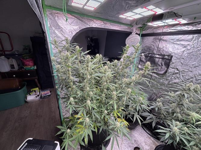 RQS x OSSC. Week 10