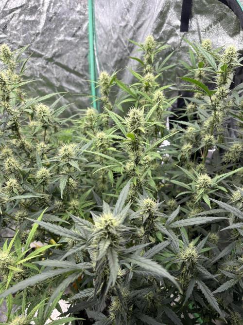 RQS x OSSC. Week 10