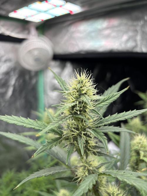 RQS x OSSC. Week 10