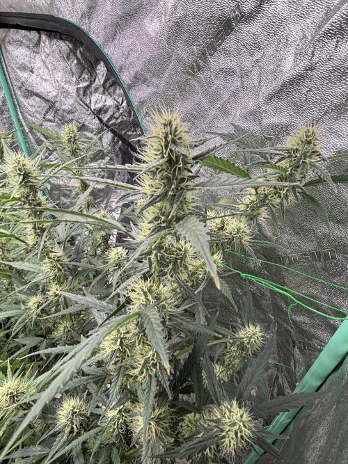 RQS x OSSC. Week 10