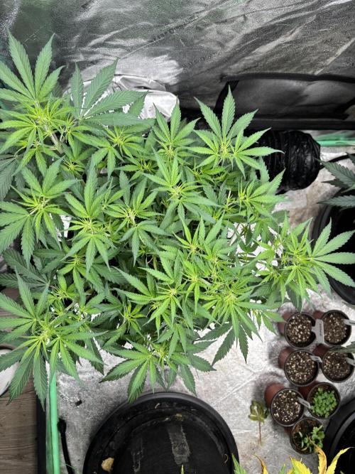 Grapefruity. Week 6