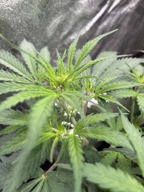 Grapefruity. Week 6