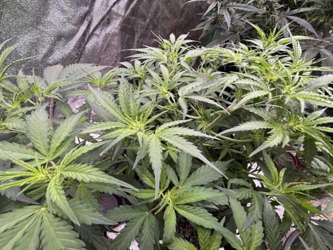 Grapefruity. Week 6