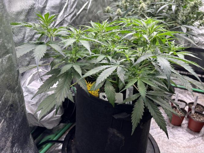 Grapefruity. Week 6