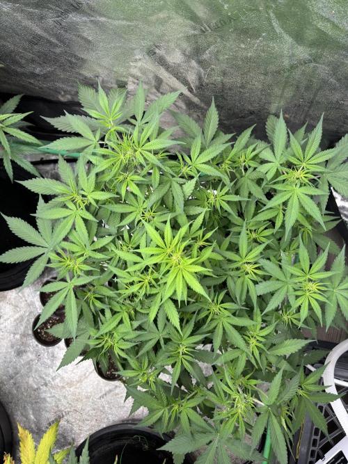 PBB Auto. Week 6
