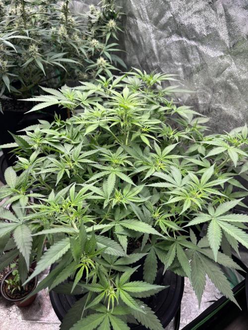 PBB Auto. Week 6