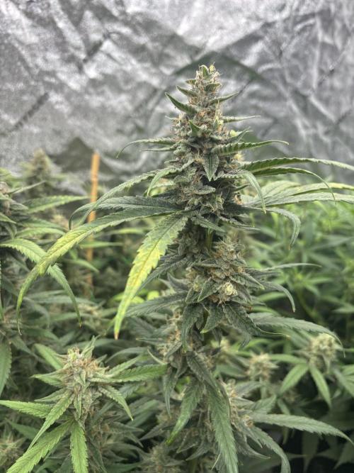 RQS x OSSC. Week 11