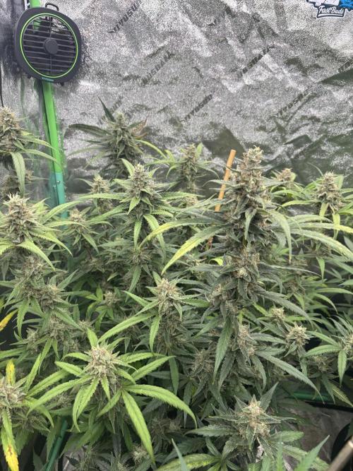 RQS x OSSC. Week 11