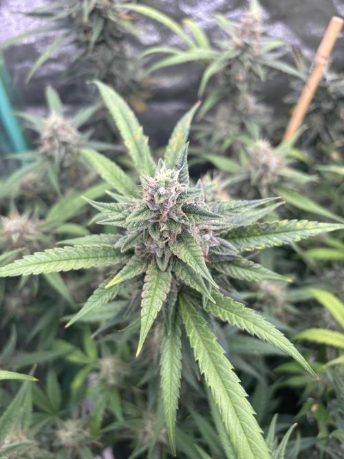 RQS x OSSC. Week 11
