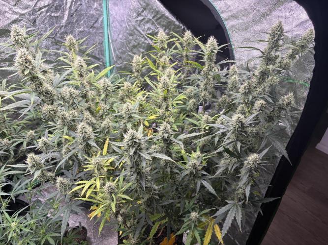 RQS x OSSC. Week 11