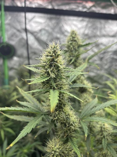 RQS x OSSC. Week 11