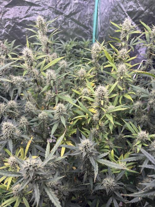 RQS x OSSC. Week 11