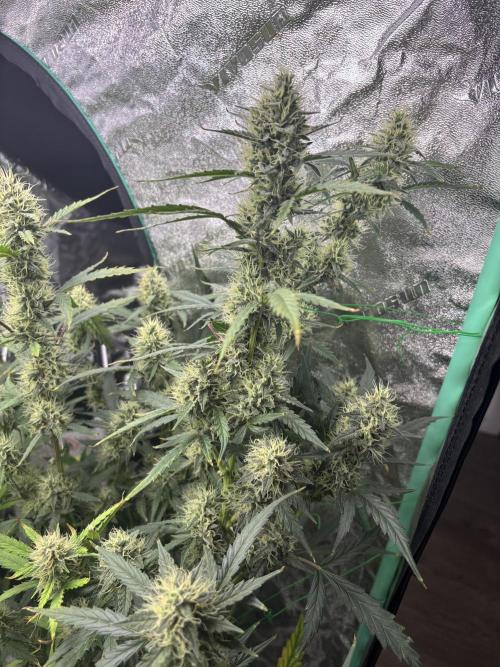 RQS x OSSC. Week 11