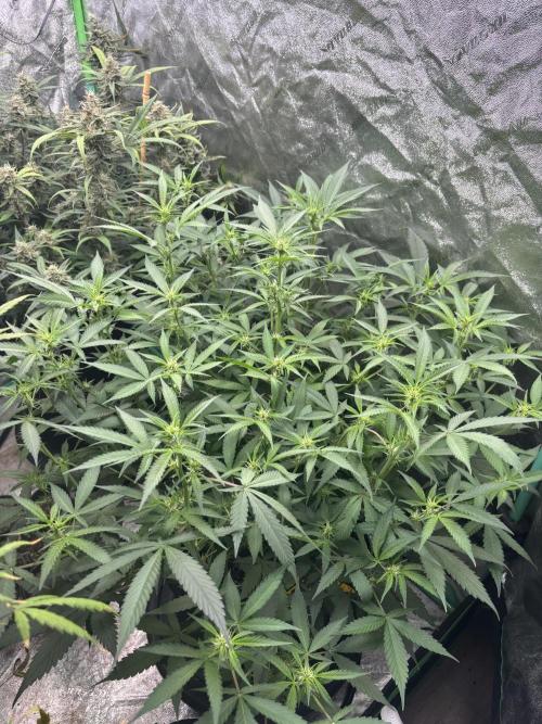 PBB Auto. Week 7