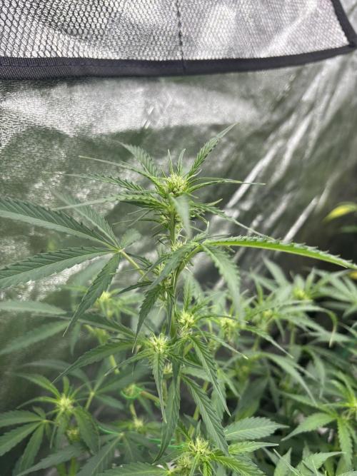 Grapefruity. Week 7