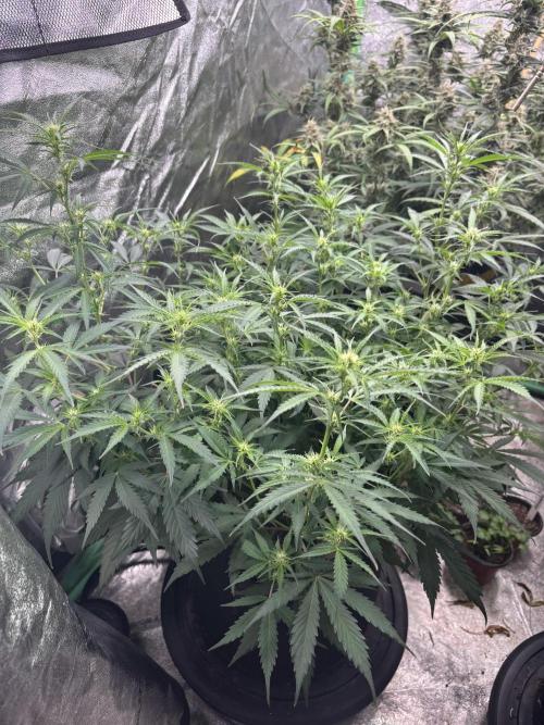 Grapefruity. Week 7