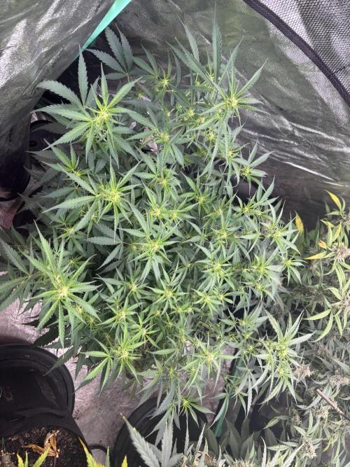 Grapefruity. Week 7