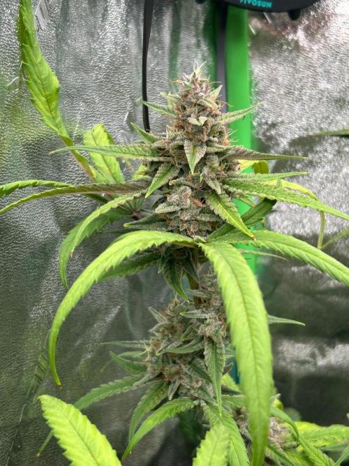 RQS x OSSC. Week 12