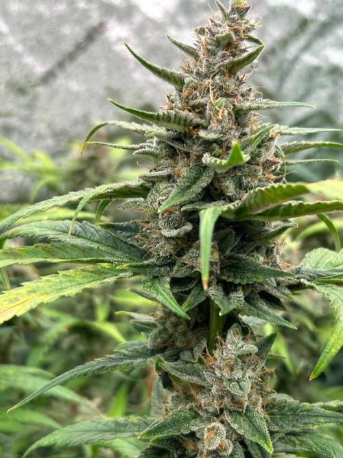 RQS x OSSC. Week 12